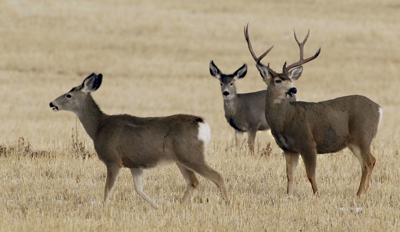 Mule Deer